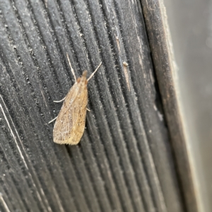 Eudonia cleodoralis at Canberra, ACT - 3 Apr 2023 09:13 AM