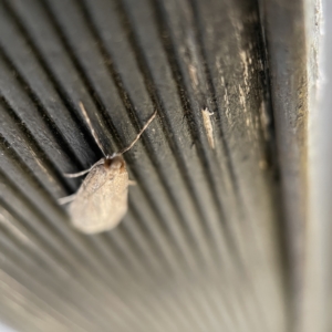 Eudonia cleodoralis at Canberra, ACT - 3 Apr 2023