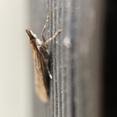 Eudonia cleodoralis at Canberra, ACT - 3 Apr 2023 09:13 AM