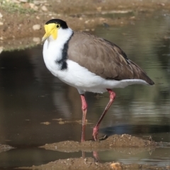 Vanellus miles (Masked Lapwing) at Wodonga - 3 Apr 2023 by KylieWaldon