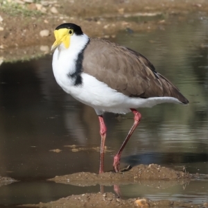 Vanellus miles at Bandiana, VIC - 3 Apr 2023 10:01 AM