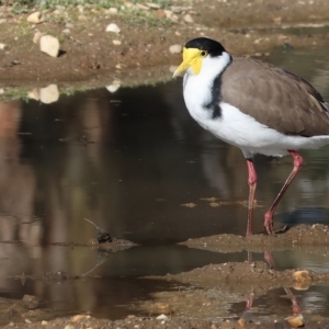 Vanellus miles at Bandiana, VIC - 3 Apr 2023 10:01 AM