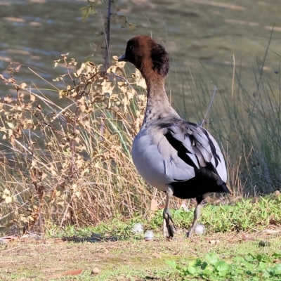 Chenonetta jubata (Australian Wood Duck) at Wodonga - 3 Apr 2023 by KylieWaldon