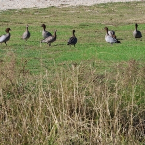 Chenonetta jubata at Bandiana, VIC - 3 Apr 2023