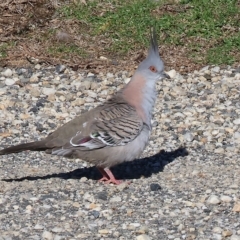 Ocyphaps lophotes (Crested Pigeon) at Wodonga - 3 Apr 2023 by KylieWaldon