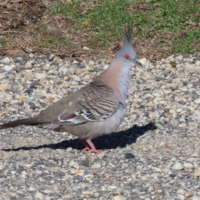 Ocyphaps lophotes (Crested Pigeon) at Wodonga - 3 Apr 2023 by KylieWaldon