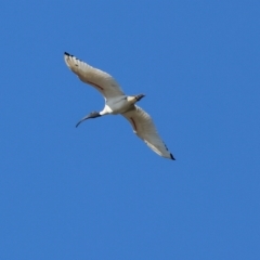 Threskiornis molucca (Australian White Ibis) at Wodonga - 3 Apr 2023 by KylieWaldon