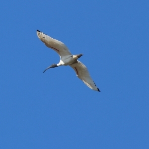 Threskiornis molucca at Bandiana, VIC - 3 Apr 2023 10:10 AM