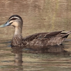 Anas superciliosa (Pacific Black Duck) at Wodonga - 3 Apr 2023 by KylieWaldon