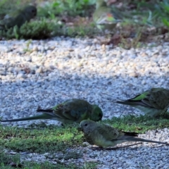 Psephotus haematonotus (Red-rumped Parrot) at Wodonga - 3 Apr 2023 by KylieWaldon