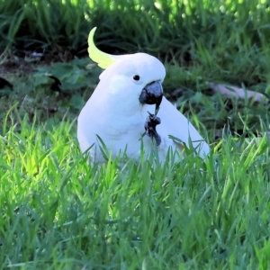 Cacatua galerita at Bandiana, VIC - 3 Apr 2023 10:12 AM