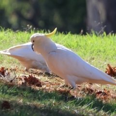Cacatua galerita at Bandiana, VIC - 3 Apr 2023 10:12 AM