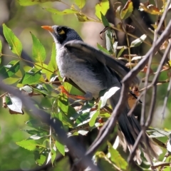 Manorina melanocephala at Bandiana, VIC - 3 Apr 2023 10:32 AM