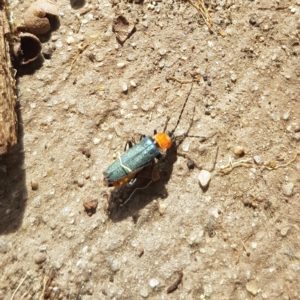 Chauliognathus tricolor at Kambah, ACT - 2 Apr 2023