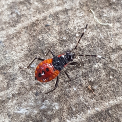Dindymus versicolor (Harlequin Bug) at Kambah, ACT - 2 Apr 2023 by MatthewFrawley