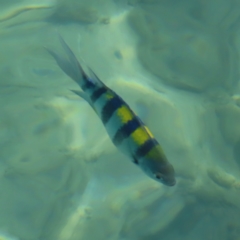 Unidentified Marine Fish Uncategorised at Fitzroy Island, QLD - 30 Mar 2023 by MatthewFrawley