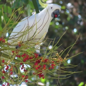 Cacatua galerita at Fitzroy Island, QLD - 30 Mar 2023 03:18 PM