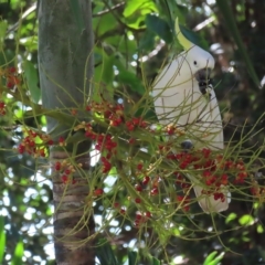 Cacatua galerita at Fitzroy Island, QLD - 30 Mar 2023 03:18 PM