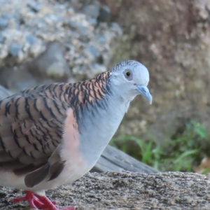 Geopelia humeralis at Fitzroy Island, QLD - 31 Mar 2023 07:04 AM