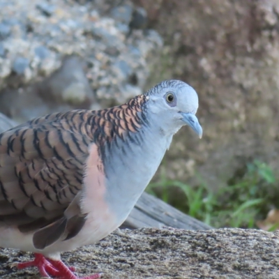 Geopelia humeralis (Bar-shouldered Dove) at Fitzroy Island, QLD - 30 Mar 2023 by MatthewFrawley