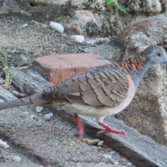 Geopelia humeralis at Fitzroy Island, QLD - 31 Mar 2023 07:04 AM