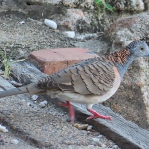 Geopelia humeralis at Fitzroy Island, QLD - 31 Mar 2023 07:04 AM