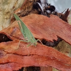 Caedicia simplex (Common Garden Katydid) at Black Mountain - 29 Mar 2023 by ChrisHolder