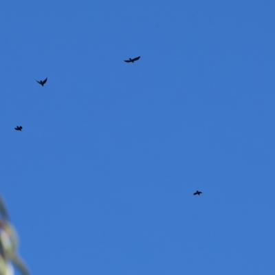 Corvus mellori (Little Raven) at Wodonga - 3 Apr 2023 by KylieWaldon