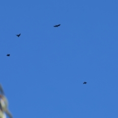 Corvus mellori (Little Raven) at Bandiana, VIC - 3 Apr 2023 by KylieWaldon