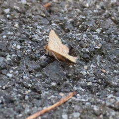 Unidentified Moth (Lepidoptera) at Wodonga - 3 Apr 2023 by KylieWaldon