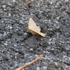 Scopula rubraria (Reddish Wave, Plantain Moth) at Bandiana, VIC - 3 Apr 2023 by KylieWaldon