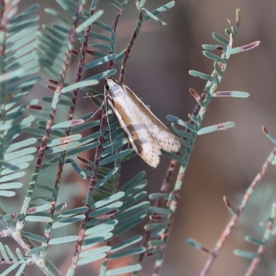 Unidentified Pyralid or Snout Moth (Pyralidae & Crambidae) at Wodonga - 3 Apr 2023 by KylieWaldon