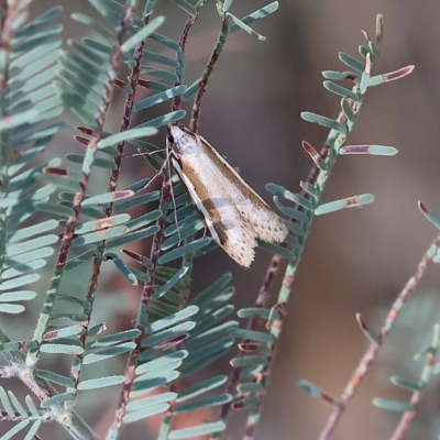 Unidentified Pyralid or Snout Moth (Pyralidae & Crambidae) at Bandiana, VIC - 3 Apr 2023 by KylieWaldon