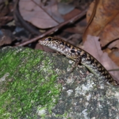 Concinnia sp. (Bar-sided and Forest Skinks) at Fitzroy Island, QLD - 31 Mar 2023 by MatthewFrawley