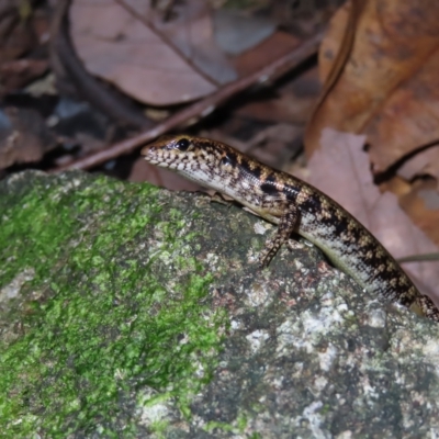 Concinnia sp. (Bar-sided and Forest Skinks) at Fitzroy Island, QLD - 31 Mar 2023 by MatthewFrawley