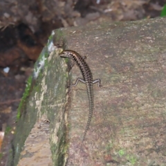 Concinnia sp. at suppressed - suppressed