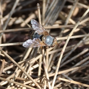 Calliphora vicina at Bandiana, VIC - 3 Apr 2023