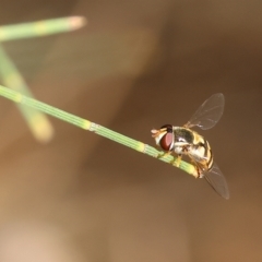 Syrphini (tribe) (Unidentified syrphine hover fly) at Bandiana, VIC - 3 Apr 2023 by KylieWaldon