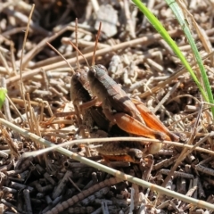 Phaulacridium vittatum (Wingless Grasshopper) at Wodonga - 3 Apr 2023 by KylieWaldon