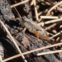 Phaulacridium vittatum (Wingless Grasshopper) at Wodonga - 3 Apr 2023 by KylieWaldon