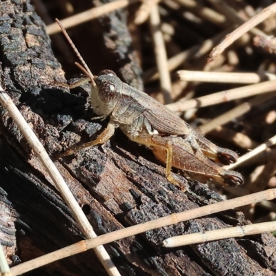 Phaulacridium vittatum (Wingless Grasshopper) at Wodonga - 3 Apr 2023 by KylieWaldon