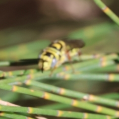 Unidentified Sand or digger wasp (Crabronidae or Sphecidae) at Bandiana, VIC - 3 Apr 2023 by KylieWaldon