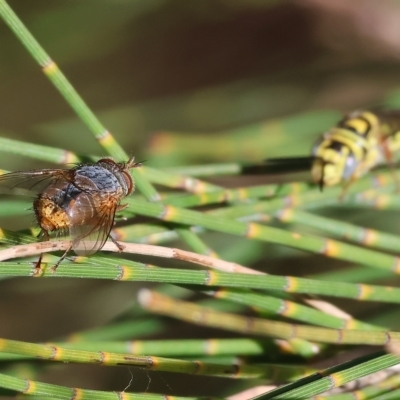 Calliphora stygia (Brown blowfly or Brown bomber) at Wodonga - 3 Apr 2023 by KylieWaldon