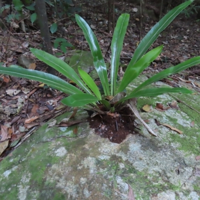 Asplenium australasicum (Bird's Nest Fern, Crow's Nest Fern) at Fitzroy Island, QLD - 31 Mar 2023 by MatthewFrawley