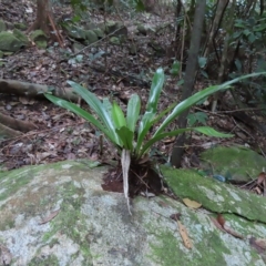 Asplenium australasicum at Fitzroy Island, QLD - suppressed