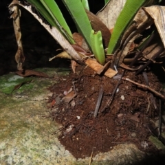 Asplenium australasicum at Fitzroy Island, QLD - 31 Mar 2023