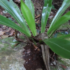 Asplenium australasicum at Fitzroy Island, QLD - 31 Mar 2023