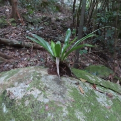 Asplenium australasicum at Fitzroy Island, QLD - 31 Mar 2023