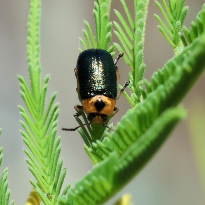Aporocera (Aporocera) consors (A leaf beetle) at Wodonga - 3 Apr 2023 by KylieWaldon