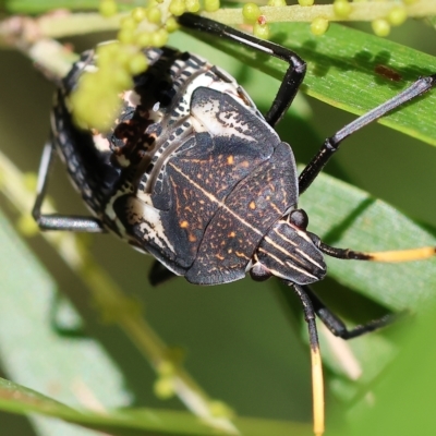 Unidentified Shield, Stink & Jewel Bug (Pentatomoidea) at Wodonga - 3 Apr 2023 by KylieWaldon